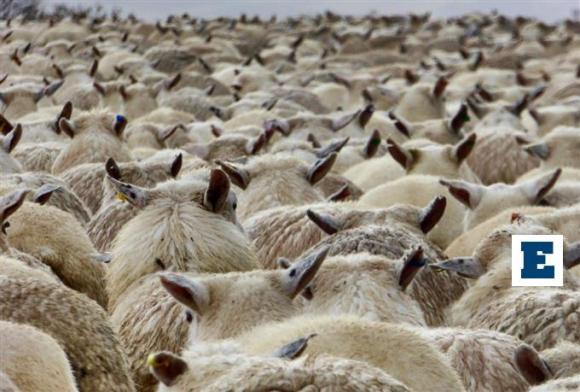 Κατασχέθηκαν... αδέσποτα πρόβατα στα Χανιά