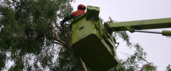 Κλαδεύουν στην Ι. Σφακιανάκη