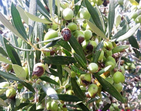Εκδήλωση για την ανάπτυξη του ελαιοτουρισμού στην Π.Ε. Χανίων