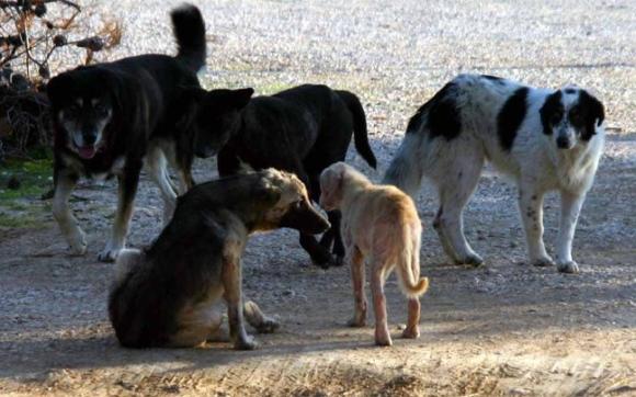 Πανω από 100.000 ευρώ τα πρόστιμα για μη τήρηση των κανόνων ευζωΐας των ζώων