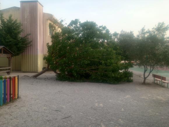 ΦΩΤΟ | Έπεσε δένδρο σε αυλή σχολείου εν ώρα λειτουργίας