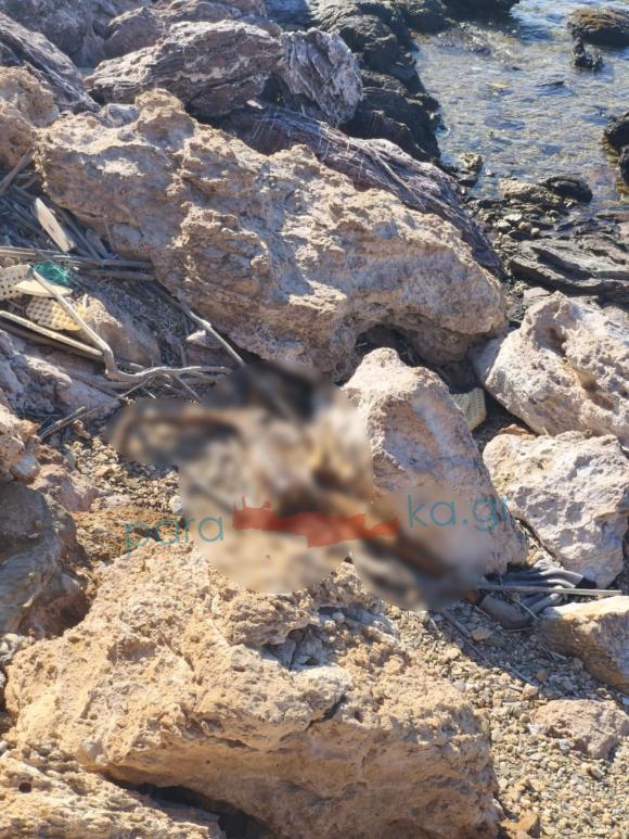 ΦΩΤΟ | Συναγερμός στη Γαύδο! Ξεβράστηκε ανθρώπινη σορός σε βραχώδη περιοχή