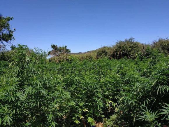 Τρία άτομα πίσω από τρεις χασισοφυτείες στο Ρέθυμνο
