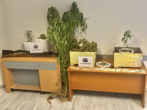 ΦΩΤΟ | Δίμετρα χασισόδενδρα! Δύο συλλήψεις από την ΕΛ.ΑΣ.