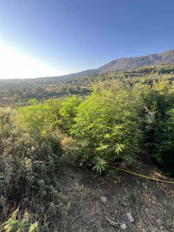 ΦΩΤΟ | Δεκαεννέα φυτείες δενδρυλλίων κάνναβης εντόπισε η ΕΛ.ΑΣ. στο Ρέθυμνο