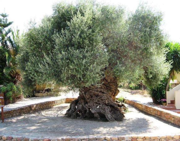 Κοπή κότινου από την μνημειακή ελιά των Βουβών για τον Μαραθώνιο
