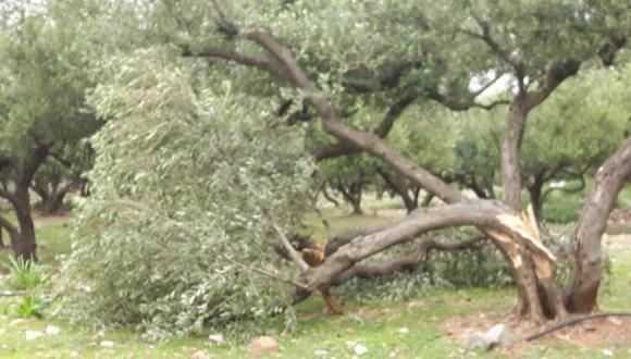 Αναγγελία ζημιάς από τον ΕΛΓΑ σε καλλιέργειες στον δήμο Χανίων