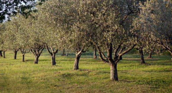Ξεκίνησε η εγγραφή-επικαιροποίηση ελαιοκομικού μητρώου