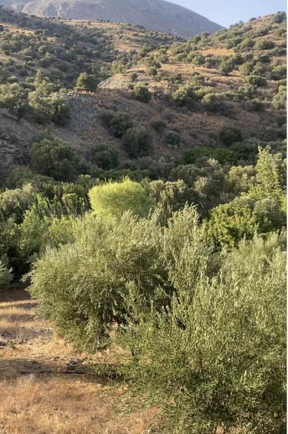 Δήλωναν τα λιόφυτα της πεθαμένης μητέρας της και έπαιρναν επιδοτήσεις! “Θύμα” των “επιτήδειων” του ΟΠΕΚΕΠΕ και πρώην δημοσιογράφος στο Ηράκλειο