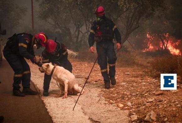 Εκατοντάδες ζώα σώθηκαν από εθελοντές στις φωτιές - «Ήταν πολύ σοβαρά περιστατικά, με μεγάλα εγκαύματα»