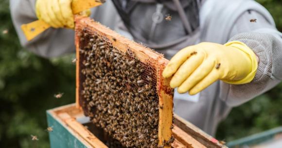 Γενική συνέλευση του Μελισσοκομικού Συλλόγου Χανίων